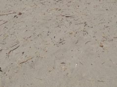 Cagliari, con enfasi l’assessore Sorgia annuncia la pulizia del Poetto dalle canne: ma le immagini lo smentiscono