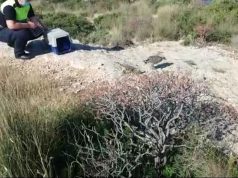 Cagliari, Polizia municipale libera a Calamosca un pullo di gabbiano