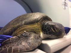 Rara Tartaruga verde recuperata nel golfo di Oristano