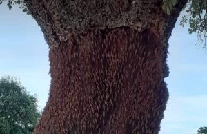 Sardegna, l’invasione di cavallette ha raggiunto il Goceano