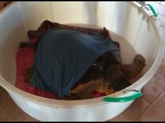 Cabras, l’Amp libera una tartaruga Caretta Caretta