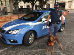 Cagliari, ubriaco picchia il suo cane: Roul ora è salvo