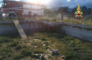 Cani cadono nel depuratore: salvati dai vigili del fuoco