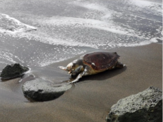 Bosa, trovata una tartaruga marina nella spiaggia di Turas
