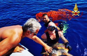 Tartaruga caretta caretta in difficoltà, salvata all’Asinara dai Vigili del fuoco