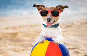 Estate 2020: regole e diritti per chi porta in spiaggia il proprio cane