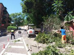 Cagliari, studio sullo stato del verde pubblico: “Gli alberi da abbattere sono una sessantina”