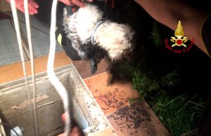 Cagnolino finisce nei cunicoli sotterranei delle acque di scolo: salvato dai Vigili del fuoco
