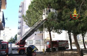 Alberi e rami pericolanti, intervengono i Vigili del fuoco nel comune di Quartu