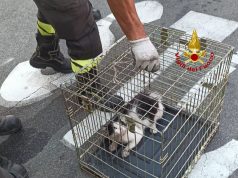 Gatto incastrato nel motore di un’auto, Vigili del fuoco lo salvano
