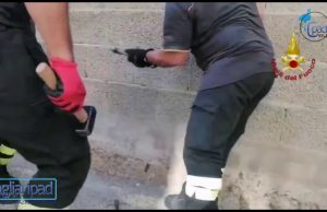 Sestu, gattino incastrato nei blocchetti in cemento di un muro: salvato dai Vigili del fuoco
