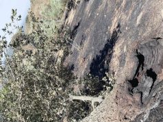 Incendi in Sardegna, Coldiretti: “Danni ingenti per le aziende agricole”