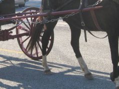 Cavallo morto per il caldo a Caserta, Mulas (Progressisti): “Stop a carrozze turistiche a Cagliari”