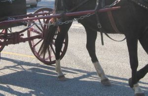 Cavallo morto per il caldo a Caserta, Mulas (Progressisti): “Stop a carrozze turistiche a Cagliari”