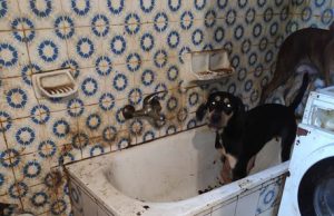 Cani e gatti segregati e carcasse in frigo: denunciata