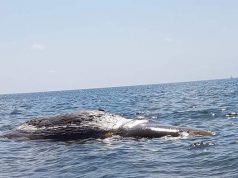 Cabras, scoperta in mare una carcassa di capodoglio lunga otto metri