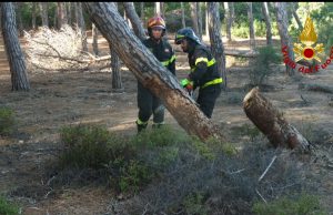 Pini pericolanti vicino a un parco giochi: intervengono i Vigili del fuoco de La Maddalena