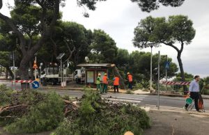 Taglio alberi Cagliari, architetti: “Progetto in prospettiva”