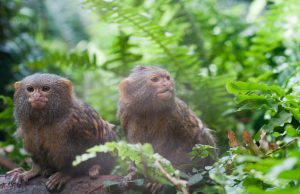 In 50 anni il mondo ha perso due terzi della fauna selvatica