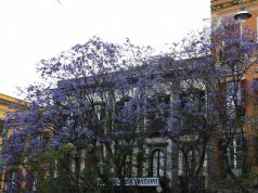 Cagliari, 84 gli alberi da abbattere. Opposizione: “Truzzu si fermi e pensi ad alternative”