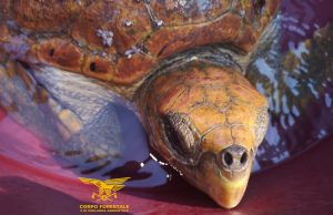 Tartaruga ‘caretta caretta’ ferita a Quartu: salvata in mare dalla Forestale