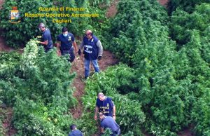 Donori, scoperta piantagione di marijuana: sequestrati 120 arbusti