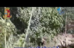 Sinnai, sorpreso a coltivare marijuana: arrestato un 37enne