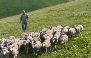 Agricoltura, Murgia: “Taglio del Programma rurale è applicazione norma Ue”