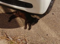Cagliari, gattino investito si rifugia sotto un’auto: si cerca il responsabile