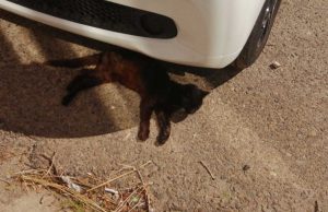 Cagliari, gattino investito si rifugia sotto un’auto: si cerca il responsabile