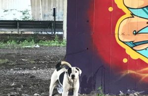 Cagliari, cane abbandonato e legato al guardrail della Scaffa: salvato