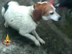 San Sperate, cagnolino salvato dai vigili del fuoco