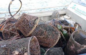 Ricciai e subacquei puliscono il mare: pescati oltre 400 chili di rifiuti nell’Oristanese