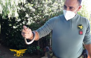 Vede per strada un serpente e allerta la Forestale: recuperato un ‘Colubro’