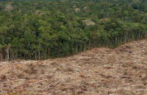 Bolsonaro: “Paesi importano legname illegale dall’Amazzonia”, pronta la denuncia