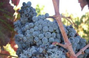 Vigne uva Sardegna