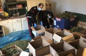 Blitz dei carabinieri a San Gavino: recuperati oltre 100 chili di marijuana san-gavino-carabinieri