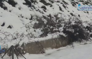 Bruncuspina, anche le pernici si divertono sulla neve