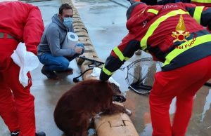 Cagliari, cane cade in acqua: vigili del fuoco si tuffano e lo mettono in salvo