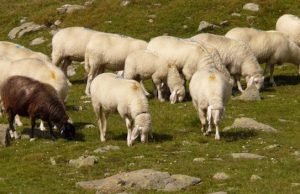 Serrenti, due denunce per pascolo abusivo