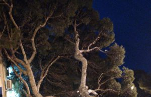 Paura a Cagliari, cade albero sulla strada: nessun ferito