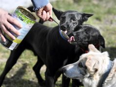 Morti 70 cani, azienda ritira i suoi prodotti