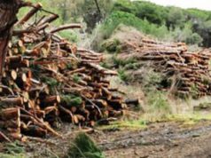 Alberi tagliati a Platamona, sigilli a cantiere da 20 ettari Platamona