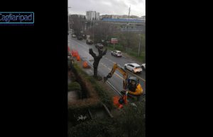 Olmi decapitati in viale Marconi, Piga (Arrosa): “Cagliari ora è più grigia”