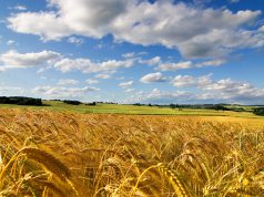 campagna