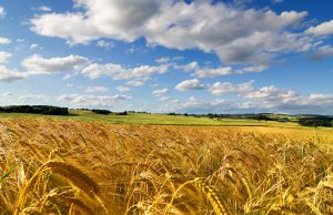 campagna