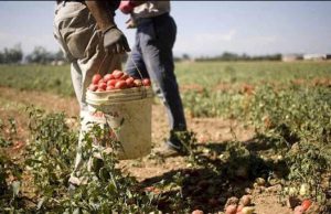 bracciante agricoltura